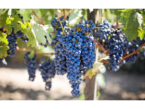 Lietuvos vynuogių augintojams – ES parama vyno gamybai